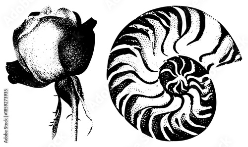 rose and nautilus vector illustration