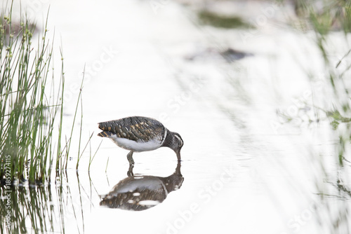 Rare greater painted snipe hunting in shallow river with reflection in high key style