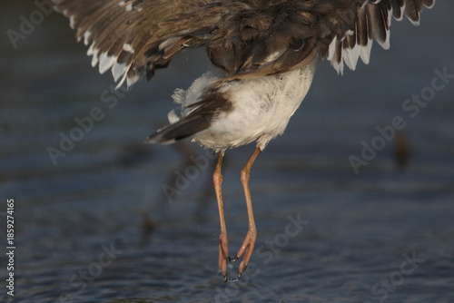 Back of a three-banded plover as it takes off from a small dam