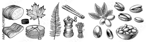 Forest ingredients collection engraved vector