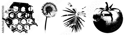 honeycomb dandelion palm tree tomato vector