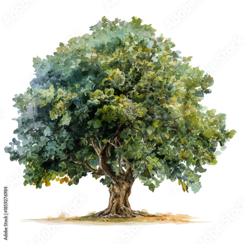 Photos Mulberry Tree, watercolor vector, isolated on a white background.