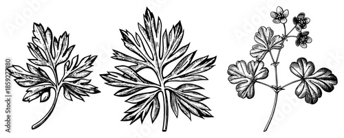 three botanical leaves and flower cluster engraved illustration