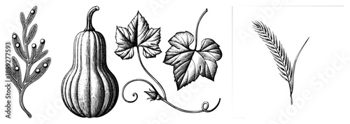 botanical illustrations of fern seed pod gourd vine leaf wheat