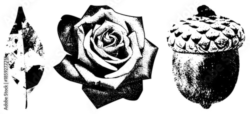 leaf rose acorn black and white halftone vector set