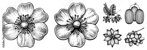 botanical illustrations of flowers and fruits
