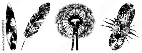 feather leaf dandelion seed head vector set