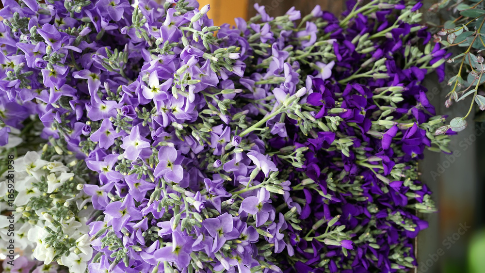 Fototapeta premium Vibrant Purple Matthiola Incana Flowers in Spring Garden