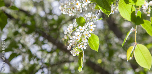 Cuadro en lienzo Flowers blossoning in racemes of bird cherry or prunus padus