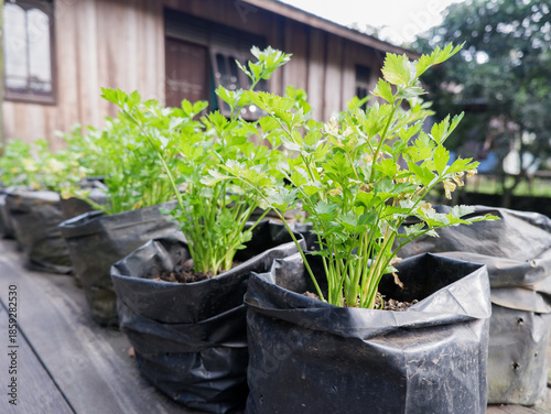 ​Fresh green celery plants growing in black polybags in a home garden. Organic vegetable cultivation