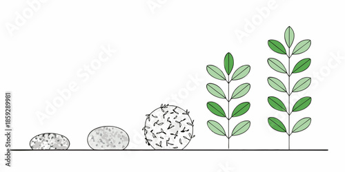 Illustration of plant growth from seed to sprout