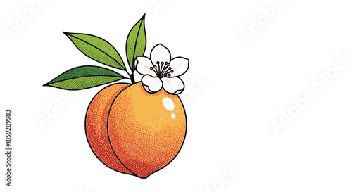 Hand drawn illustration of a single peach with green leaves and a white flower blossom isolated on a white background.