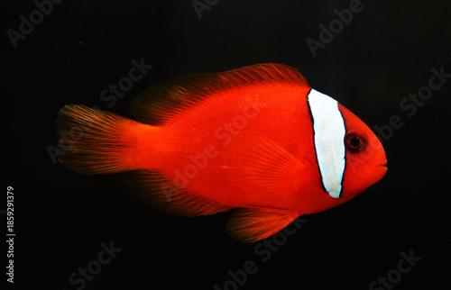 Tomato clownfish (Amphiprion frenatus) in black background