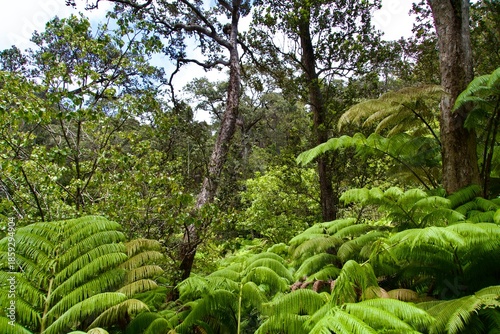 Plants along the Kilauea Volcano Trekking Course