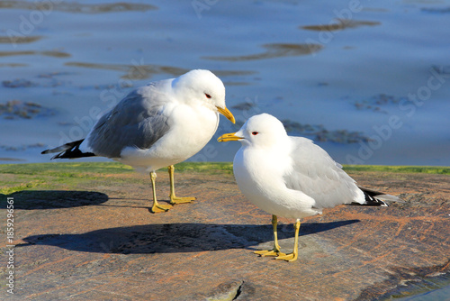 Two Common Gulls, Larus canus, Standing on Rock