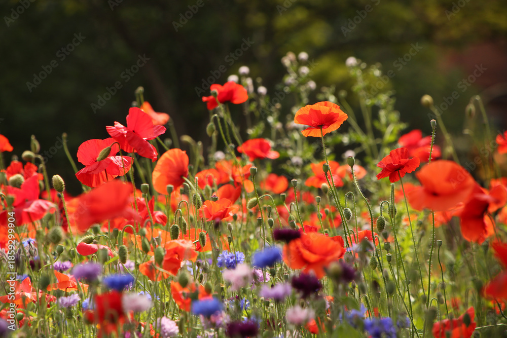 Fototapeta premium Beautiful close up of wild flowers and poppies. Buds and flowers of spring with sunlight. Natural green vegetation in the background.