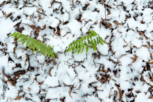 Green fern in the snow