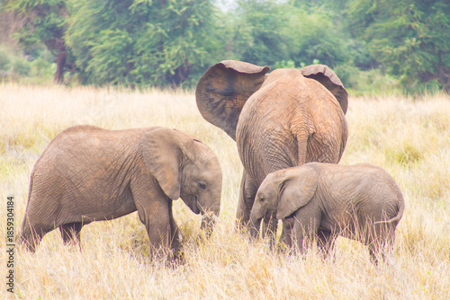 African elephants stands in a dry, grassy savanna within a national park