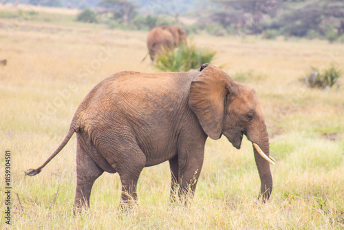 African elephants stands in a dry, grassy savanna within a national park