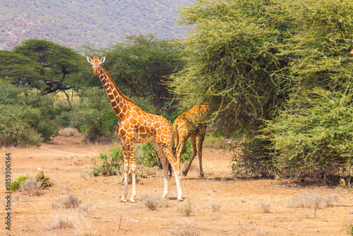 Photography Reticulated Giraffes in Samburu National Reserve, Kenya