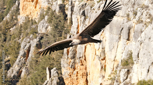 big vulture in first shot