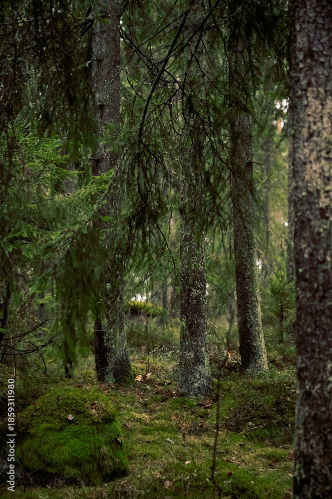 Obraz premium nature