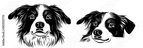 Two Australian Shepherd dog head portraits in black and white doodle style detailed vector illustration with expressive eyes and fur texture isolated on white background