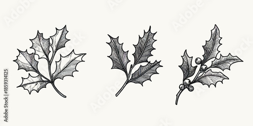 Hand drawn black and white holly branches with detailed leaves and berries, vintage botanical illustration of winter foliage, rustic Christmas decoration elements vector