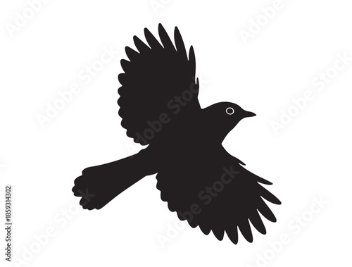 Finch bird flying in the air white background.