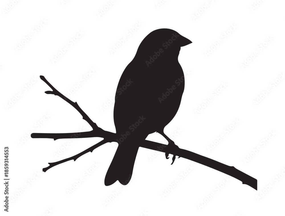 Fototapeta premium Finch in silhouette white background.