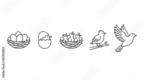 Birds and nests illustration set. Spring Vector Packs. EPS Editable
