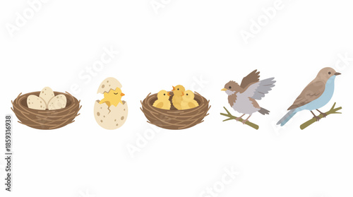 Birds Nest and Chicks Illustration. Spring Vector Packs. EPS Editable