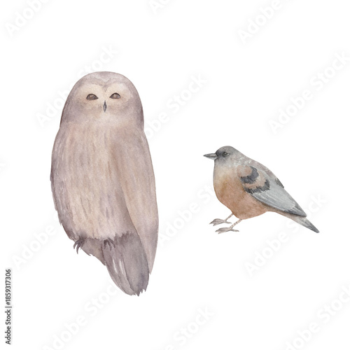 Watercolor bird collection. Winter set with owl, sparrow. Hand drawn isolated  illustration  white background