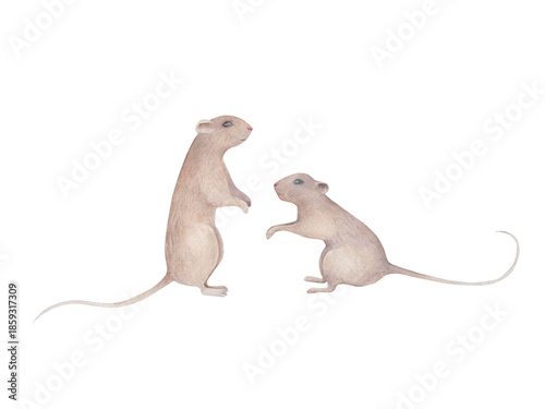 Watercolor animal collection. Winter set with mouses. Hand drawn isolated  illustration  white background