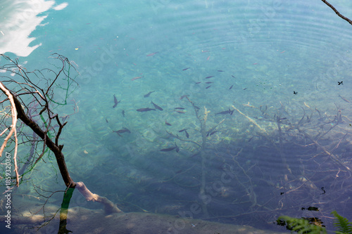 Small fish swim in the water of a lake