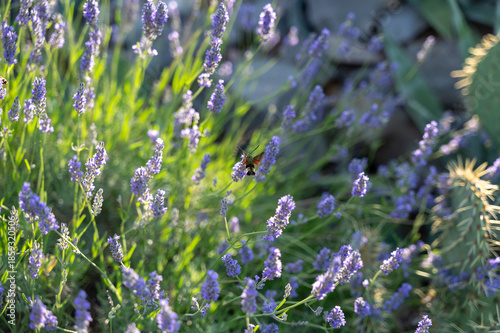 Hawk-moth butterfly on lavender blossom