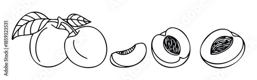 Outline drawing of fresh peaches presented in different forms including whole fruits with leaves, a quarter slice, and halves showing the pit, perfect for culinary content and healthy