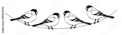 Four charming bullfinch birds perched together on a delicate curved line, creating a serene wildlife scene perfect for naturethemed graphic elements or ornithology projects