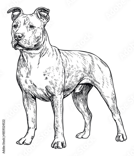 Powerful American Pit Bull Terrier dog standing in a classic pose, perfect for veterinary clinic branding, dog enthusiast publications, or animal rescue promotions