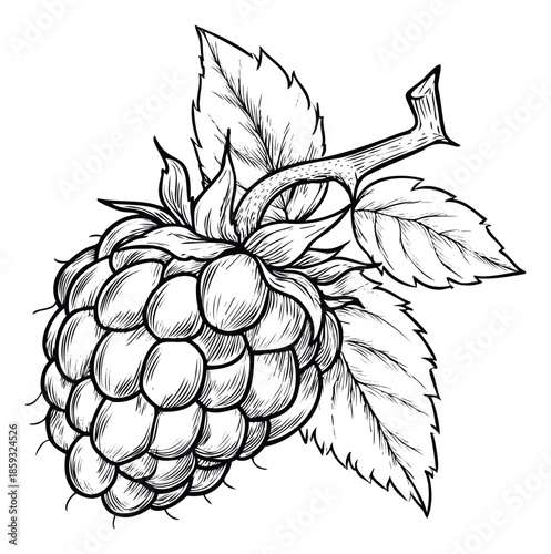 Detailed hand drawn raspberry with textured leaves and stem in a classic engraving style perfect for food industry branding or healthy lifestyle promotion