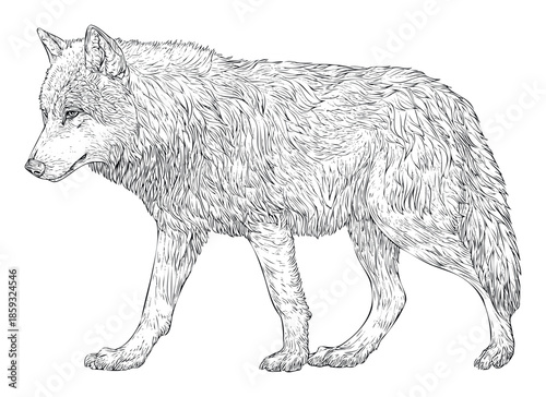 Captivating line drawing of a majestic wolf walking gracefully, perfect for wildlife themed projects, nature publications, or educational materials about wild canids.