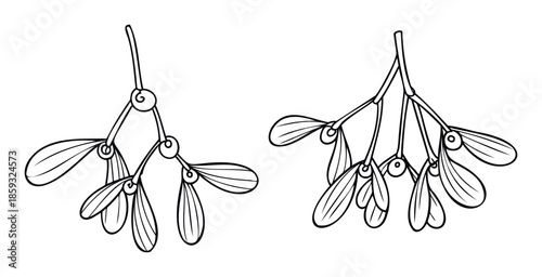 Stylized mistletoe branches with berries and leaves create a festive holiday motif, perfect for winter greeting cards, seasonal decorations, and Christmas graphic assets.