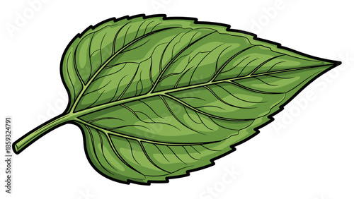 Green Leaf with Stem and Veins.