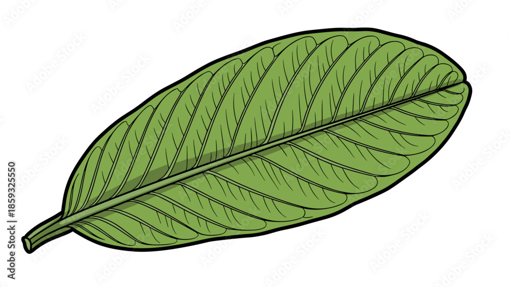 Obraz premium Single Green Leaf with Veins Illustration.