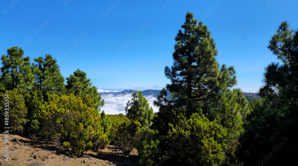 Fototapeta premium Canary pines and sea of clouds with Pico del Teide in the background, Island El Hierro, Canary Islands, Spain, Europe.