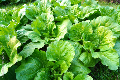 Mustard greens in a garden bed, naturally grown and exposed to gentle sunlight. These vegetables are a rich source of vitamins A, C and K.