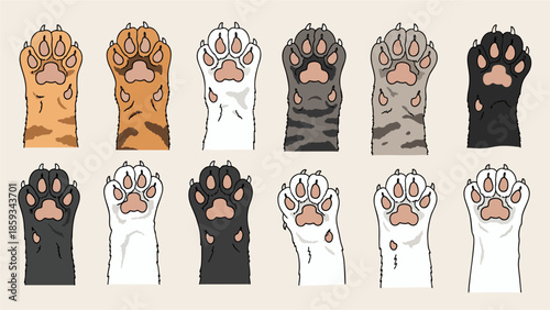 Close up of a kitten paw, concept of pet care and animal love