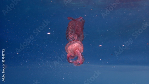 Mauve stinger or night-light jellyfish, phosphorescent jellyfish (Pelagia noctiluca) with reflection undersea, Ligurian Sea, Italy, Imperia
