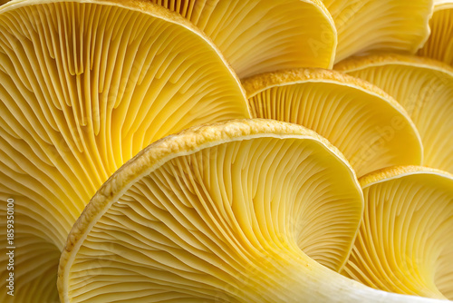 Abstract Yellow Mushroom Gills Macro Texture Background