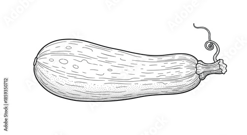 Hand drawn vintage style illustration of a single zucchini or squash with a curled stem depicted in detailed black line art on white.